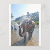 ゾウ散布水 ポストカード (正面)