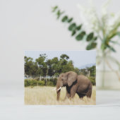 ゾウ歩くマサイマラプレインズケニアポストカード ポストカード (スタンド正面)