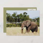 ゾウ歩くマサイマラプレインズケニアポストカード ポストカード (正面/裏面)