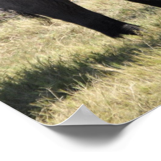 ゾウ科 ポスター (角)