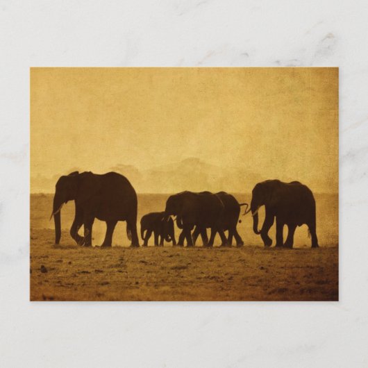 ゾウ科 ポストカード (正面)