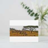 ゾウ科 ポストカード (スタンド正面)