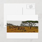 ゾウ科 ポストカード (正面/裏面)