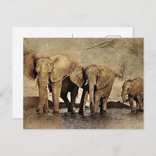 ゾウ科 ポストカード (正面/裏面)