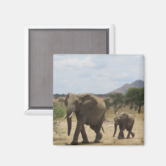 ゾウ科 マグネット (正面/裏面)