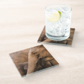 ゾウ科:野生動物威厳のある科 ガラスコースター (アングル)