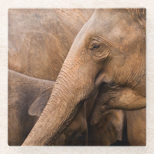 ゾウ科:野生動物威厳のある科 ガラスコースター (正面)
