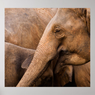 ゾウ科:野生動物威厳のある科 ポスター