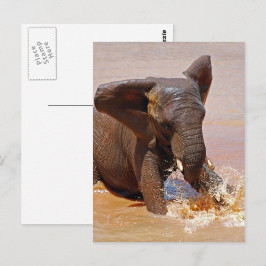 ゾウ遊と水 ポストカード (正面/裏面)