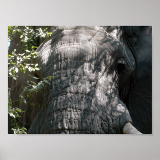 ゾウ顔 ポスター