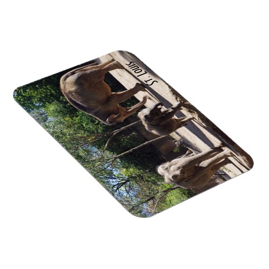 ゾウ3頭 マグネット (右側)