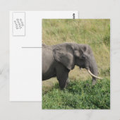 ゾウ – ウガンダ – アフリカ–2 ポストカード (正面/裏面)