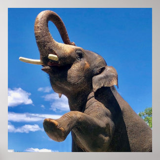 ゾウ、ジャングル、サファリ、自然ウォールポスター ポスター