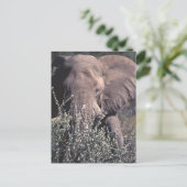 ゾウ – ナミビア，エトシャ国立公園 ポストカード (スタンド正面)