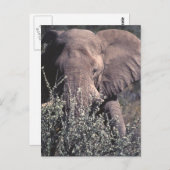 ゾウ – ナミビア，エトシャ国立公園 ポストカード (正面/裏面)