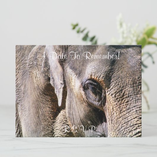 ゾウ 招待状 (スタンド正面)