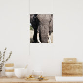 ゾウ(Loxodonta africana)、アブキャンプ3 ポスター (キッチン)