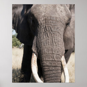 ゾウ(Loxodonta africana)、アブキャンプ3 ポスター