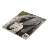 ゾウ(Loxodonta africana)、サヴートチャンネル タイル (側面)