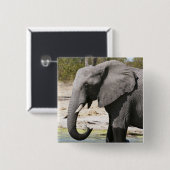 ゾウ(Loxodonta africana)、サヴートチャンネル 缶バッジ (正面&裏面)