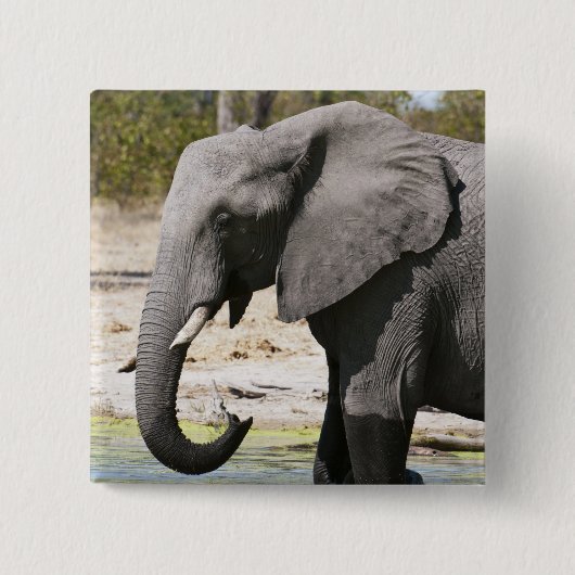 ゾウ(Loxodonta africana)、サヴートチャンネル 缶バッジ (正面)
