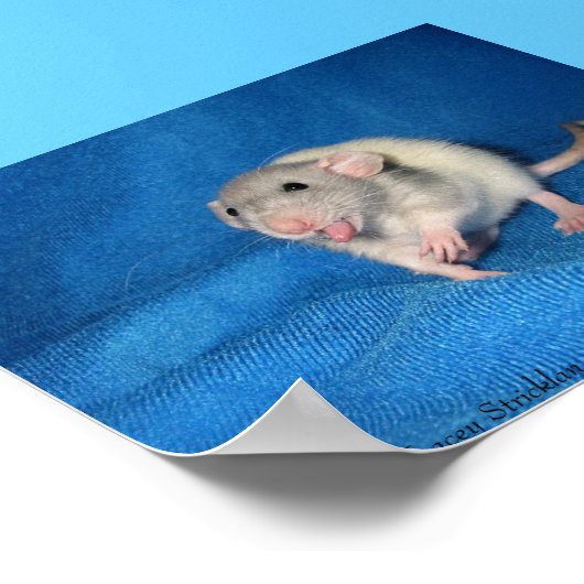 ゾエ ポスター (角)