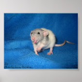 ゾエ ポスター (正面)