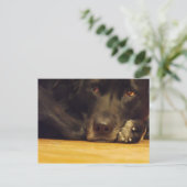 ゾエ ポストカード (スタンド正面)