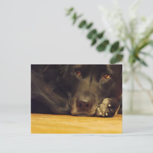 ゾエ ポストカード (スタンド正面)