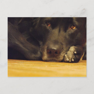 ゾエ ポストカード