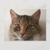 ゾラ ポストカード (正面)