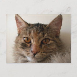 ゾラ ポストカード