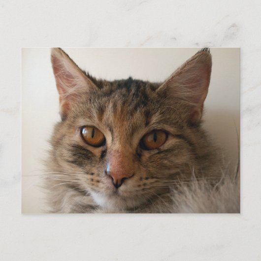 ゾラ ポストカード (正面)