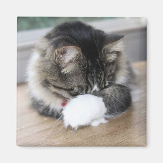 ゾロシャイ子猫スクエアマグネット マグネット (正面)