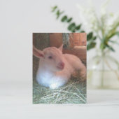 ゾーイのハガキ ポストカード (スタンド正面)