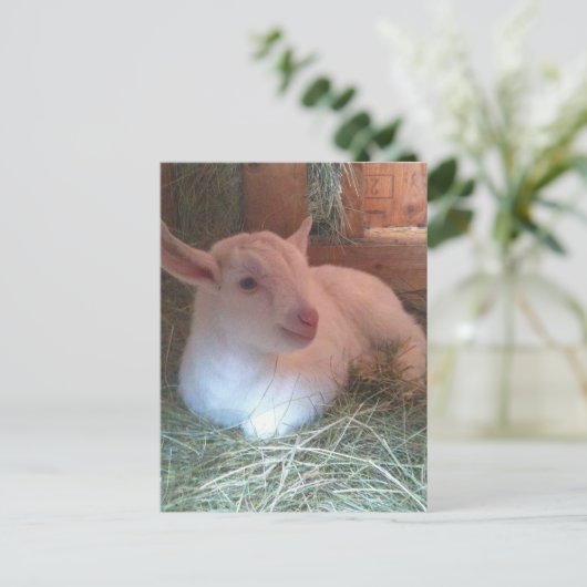 ゾーイのハガキ ポストカード (スタンド正面)