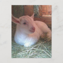 ゾーイのハガキ ポストカード