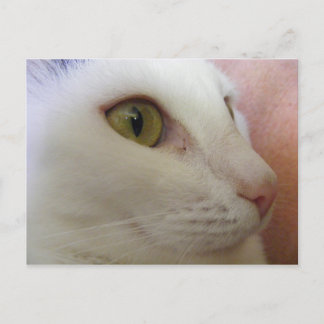 ゾーイは考えるのだ。 ポストカード