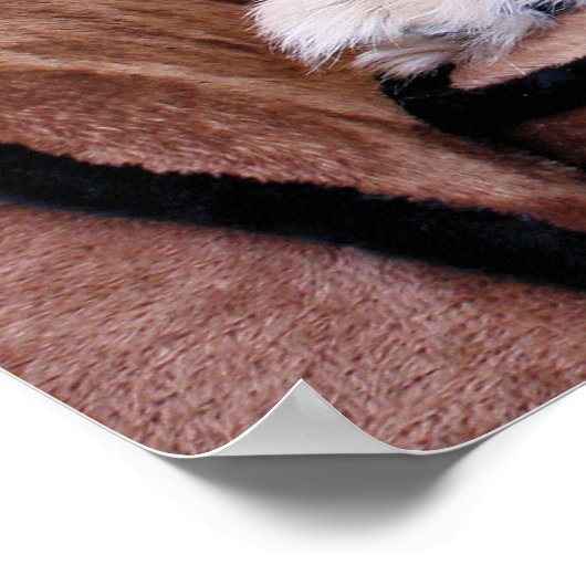 ゾーイ – ペキンゲゼ ポスター (角)