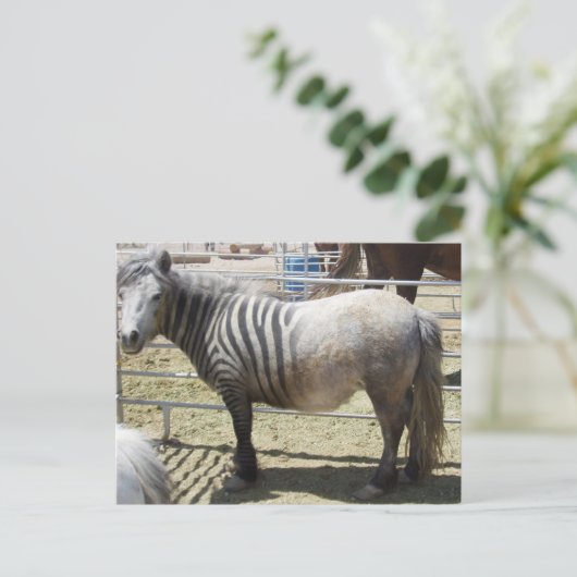 ゾーゼ ポストカード (スタンド正面)