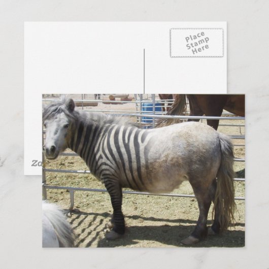 ゾーゼ ポストカード (正面/裏面)