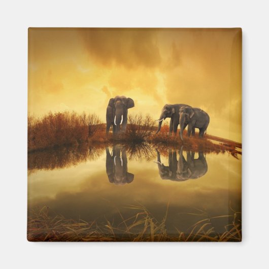 タイのアジアゾウ白熱［赤熱］光を放つズ マグネット (正面)