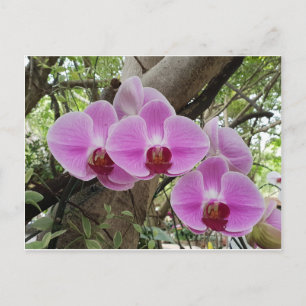 タイのチエンマイの花 ポストカード