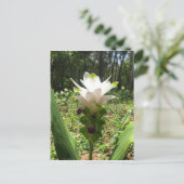 タイのチューリップ、タイの花 ポストカード (スタンド正面)