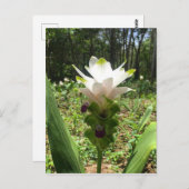 タイのチューリップ、タイの花 ポストカード (正面/裏面)