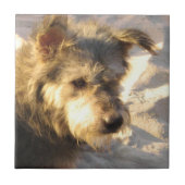 タイのビーチの犬 タイル (正面)