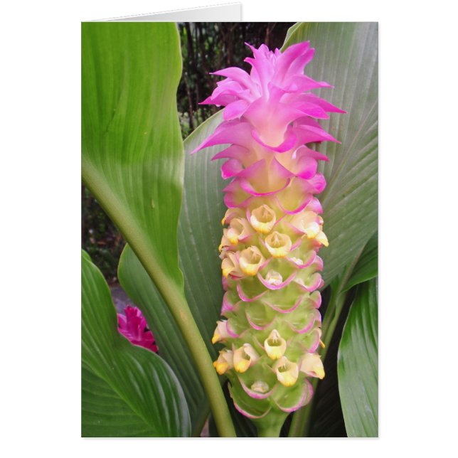 タイの宝石 (正面)