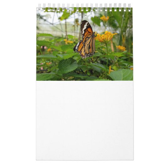 タイの蝶 カレンダー (カバー)