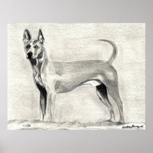 タイのRidgeback犬のプリント ポスター