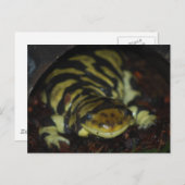 タイガサンショウウオ ポストカード (正面/裏面)